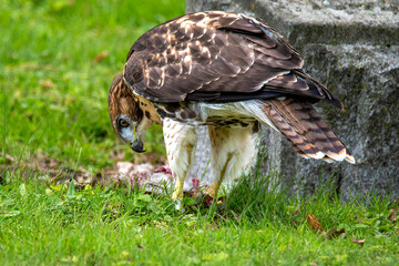 Red-Tailed Hawk with prey