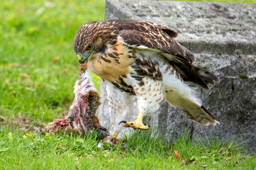 Red-Tailed Hawk with prey