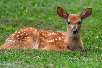 Whitetailed deer fawn bedded