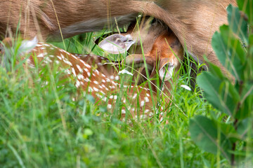 Whitetailed deer fawns feeding