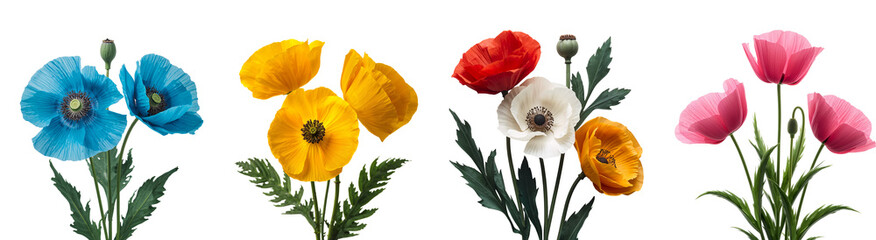 Obraz premium Beautiful poppy flower isolated on transparent background