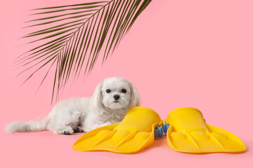 Cute Bolognese dog lying near flippers and palm leaves on blue background © Pixel-Shot