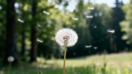 Dandelion seeds dispersing in a sunny park with blurred green background