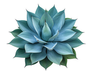 Fototapeta premium Blue Agave Plant with Thick Spiky Leaves, Front View Botanical Cutout, Isolated on Transparent Background