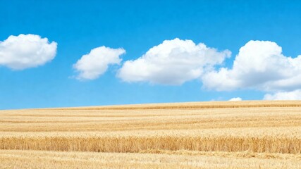 Golden wheat field under a clear blue sky with scattered clouds