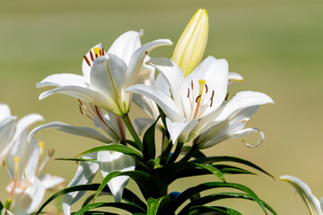 Madonna Lily flowers in bloom