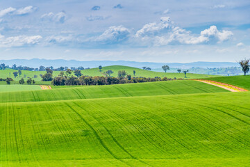 Tranquil Spring countryside in the Central West of NSW