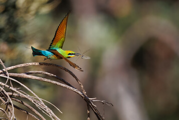 Colourful and beautiful wild rainbow bee-eater (Merops ornatus) with a dragonfly in its beak, Perth, Western Australia