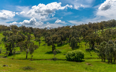 Tranquil Spring countryside in the Central West of NSW