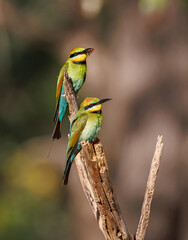 a pair of colourful and beautiful wild rainbow bee-eaters (Merops ornatus) with a bee in its beak, Perth, Western Australia