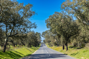 scenic olive trees along the road in portugal