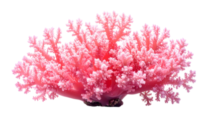 Pink coral, resembling a miniature underwater forest, isolated against a black background