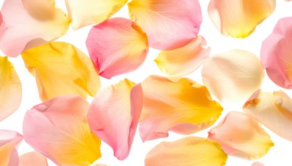 Delicate, colorful, overlapping rose petals scattered against a black background
