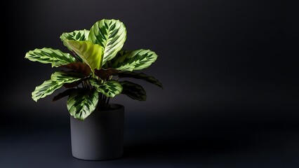 bright mint green calathea houseplant with patterned leaves