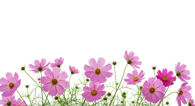 Vibrant pink cosmos bipinnatus flowers, bright yellow centers, emerald stems, and dewy foliage in lower frame, transparent background with copy space, concept of pristine freshness and natural