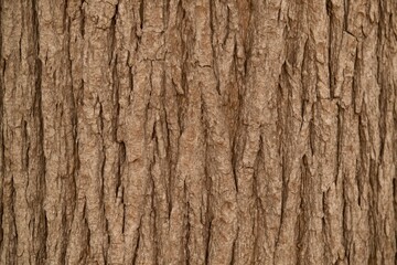 Obraz premium Soft Tree Bark Texture Background
