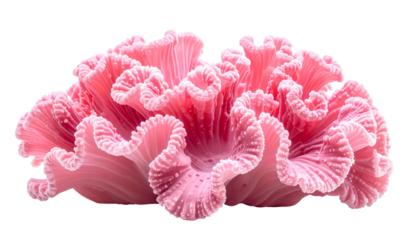 Pink, layered, ruffled plant form with white-tipped edges, set against a black backdrop