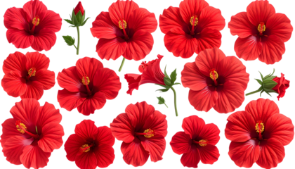 A collection of vibrant red flowers, including open blooms, buds, and stem fragments