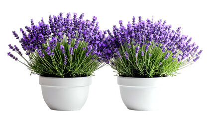 Fototapeta premium Two white potted lavender plants with vibrant purple blooms against a dark background