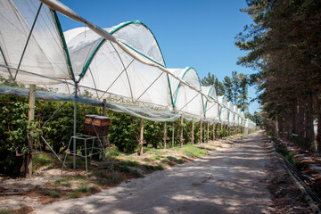 Raspberry farm seen from pathway