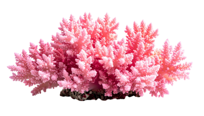 Pink, branching coral formation with jagged edges isolated on a black background