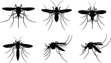 Mosquito silhouettes vector collection, flying insect poses, disease carrier bugs, black detailed entomology illustrations set isolated on white background © Shoentesh