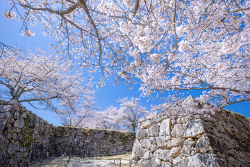 桜満開の竹田城跡