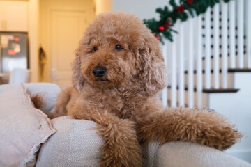 Female mini golden doodle dog in a home