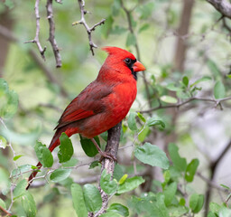 Northern cardinal (Cardinalis cardinalis) perched on a tree branch in Bentsen-Rio Grande State Park, Texas
