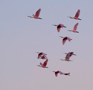 The flock of roseate spoonbills (Platalea ajaja)  flying in the sanset pinkish sky, Texas