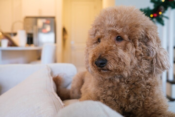 Female mini golden doodle dog in a home