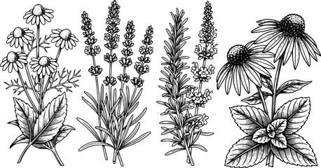 Detailed Black and White Woodcut Illustration of Healing Herbs a
