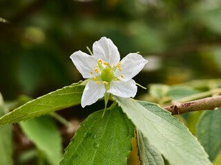 kersen flower (Muntingia calabura) in the morning