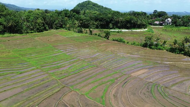 Aerial side scrolling view of beautiful terraced rice fields in tropical village.