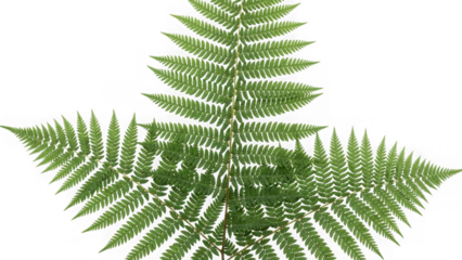 Green fern leaf on white background