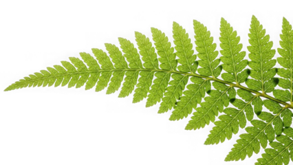 green fern leaf on white background
