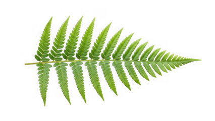 green fern leaf on white background