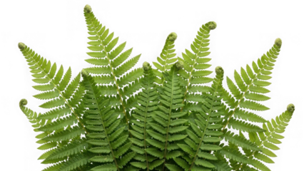 green fern leaves on white background