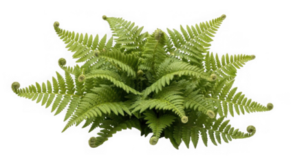 green fern plant with curled leaves on transparent background