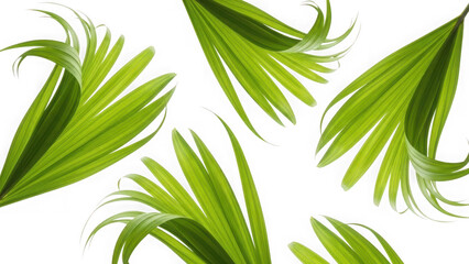 Fototapeta premium green leaves on white background