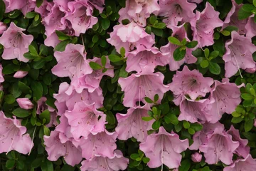 Gordijnen Azalea 満開のピンク色のツツジの花  © Cuculus