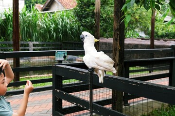Young boy interacting with a white parrot inside an outdoor aviary, showing curiosity, wildlife education, and child learning experience in a natural environment.