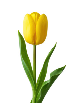 A single magnificent pure yellow tulip blossom, partially closed, with a long green stem and two broad leaves, perfectly isolated against a brilliant white studio background with copy space, fresh