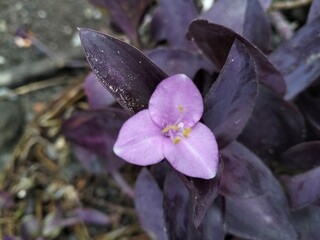 purple orchid flower
