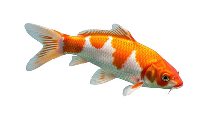 Vibrant orange and white koi fish swimming gracefully