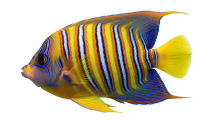 Vibrantly colored tropical fish swimming gracefully