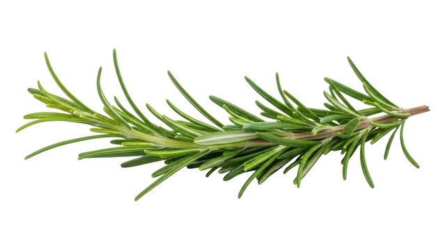 Single branch of fresh green rosemary on white background