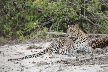 Obraz premium Sri Lankan Leopards in Wilpattu National Park, Sri Lanka 