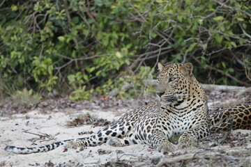 Fototapeta premium Sri Lankan Leopards in Wilpattu National Park, Sri Lanka 