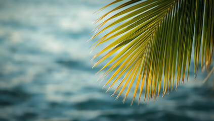 Tropical palm leaf over blurred ocean bokeh, golden sunlight and peaceful mood